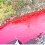 Rus Nehri Kan Kırmızısı Oldu