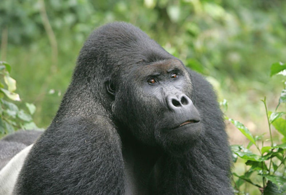 Ciminuka Kahuzi-Biega Ulusal Parkındaki bir goril