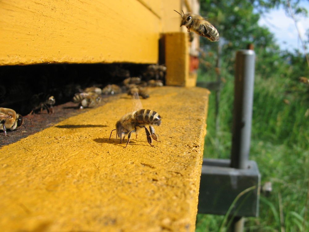 Arı kovanında bal arıları 