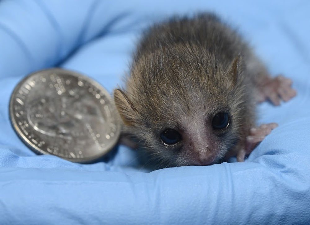 Her biri totalde 3 sent ağırlığında.Duke Lemur Center’da yeni doğmuş fare lemurlarının her biri 7 gram geliyor bu da yalnızca 3 sent kadar bir ağırlıklı olduğunu gösteriyor.