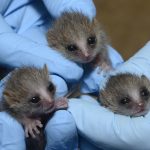 Yeni Doğmuş Sevimli Lemur Üçüzleri