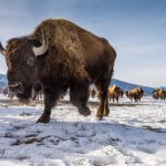 Bison- National Elk Refuge, Jackson, WY MM8326