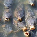 Kültür Sazanı ve Tersine Evrim