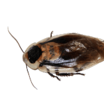 Hamam Böceği Olsaydık…