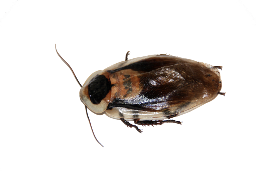 cockroach-566710