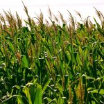 CRISPR Yöntemi ile Genetiği Değiştirilmiş Mısırlar Yakında Marketlerde Görülebilecek