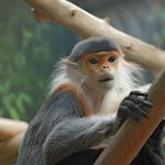 Hayvanat Bahçesindeki Maymunların Bağırsaklarında İnsan Bakterisi !