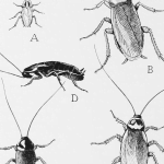 Hamamböceği Makaleleri: Bilinenleri ve Tarihi ile İlgili Bir İnceleme
