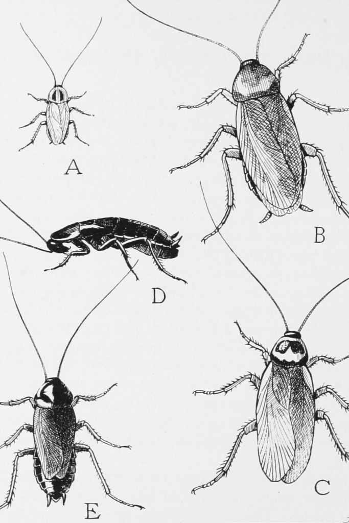 Alman Hamamböceği (A), Amerikan Hamamböceği (B), Avustralyalı Hamamböceği (C), Kanatsız Doğu hamamböceği dişisi (D) ve kanatlı Doğu Hamamböceği erkeği (E)