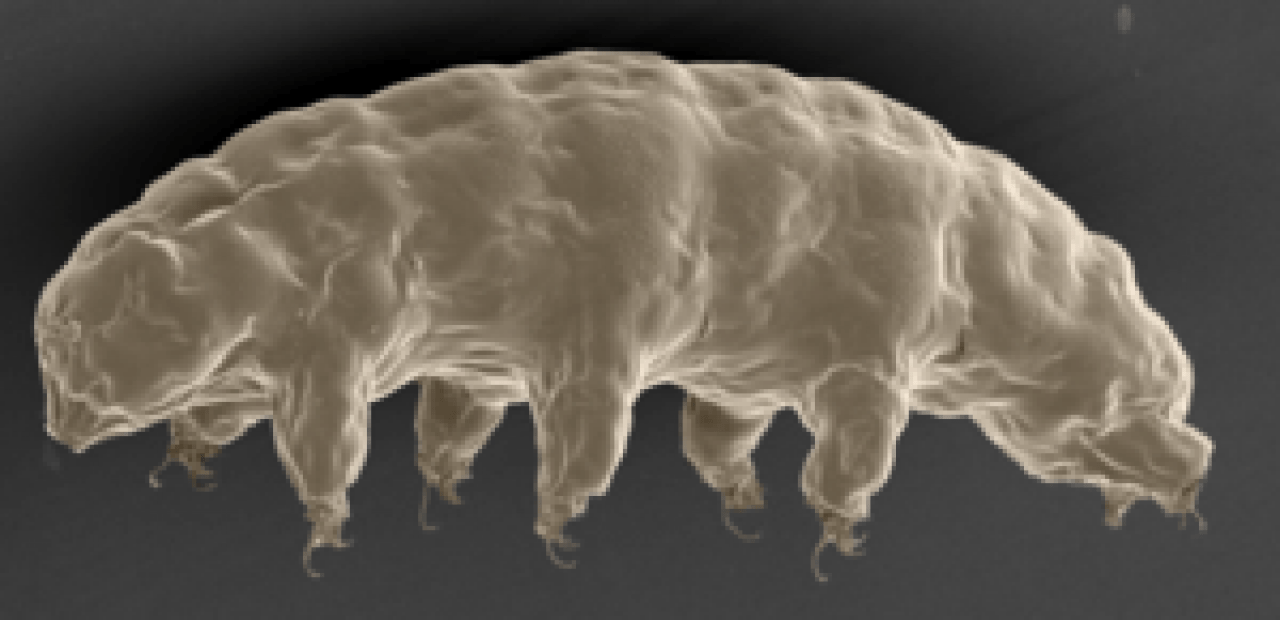 Su ayılarının DNA’ları Eşsiz Proteinler Tarafından Korunuyor! Popular