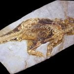 Kamufle Olabilen, Köpek Boyutlarındaki Dinozorlar