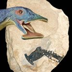 2016’da Keşfedilen Fosillerden Favoriniz Olanı Oylayabilirsiniz!