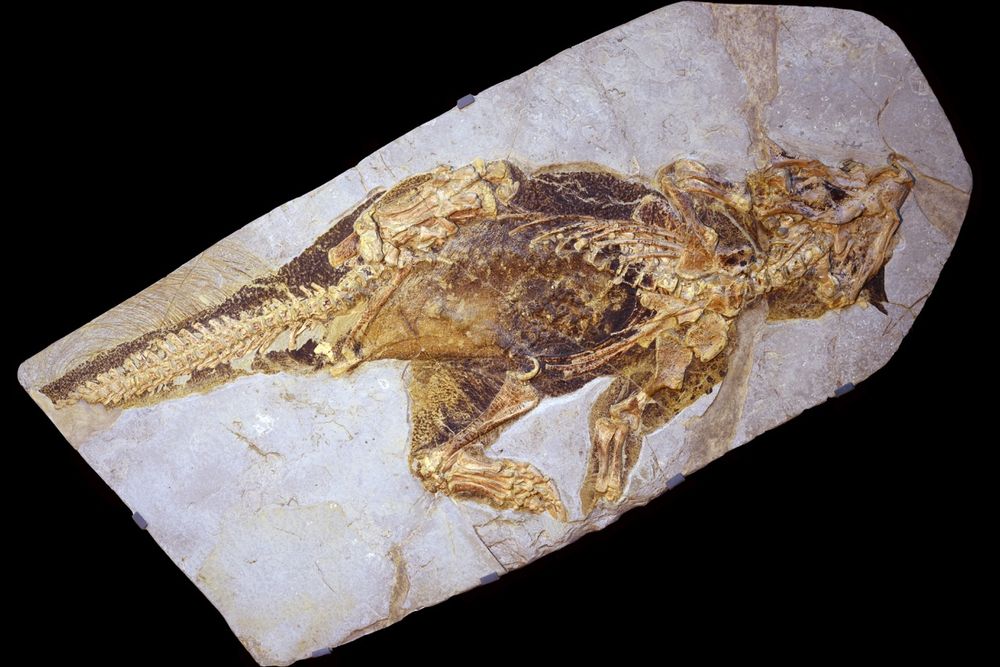 Psittacosaurus fosili 