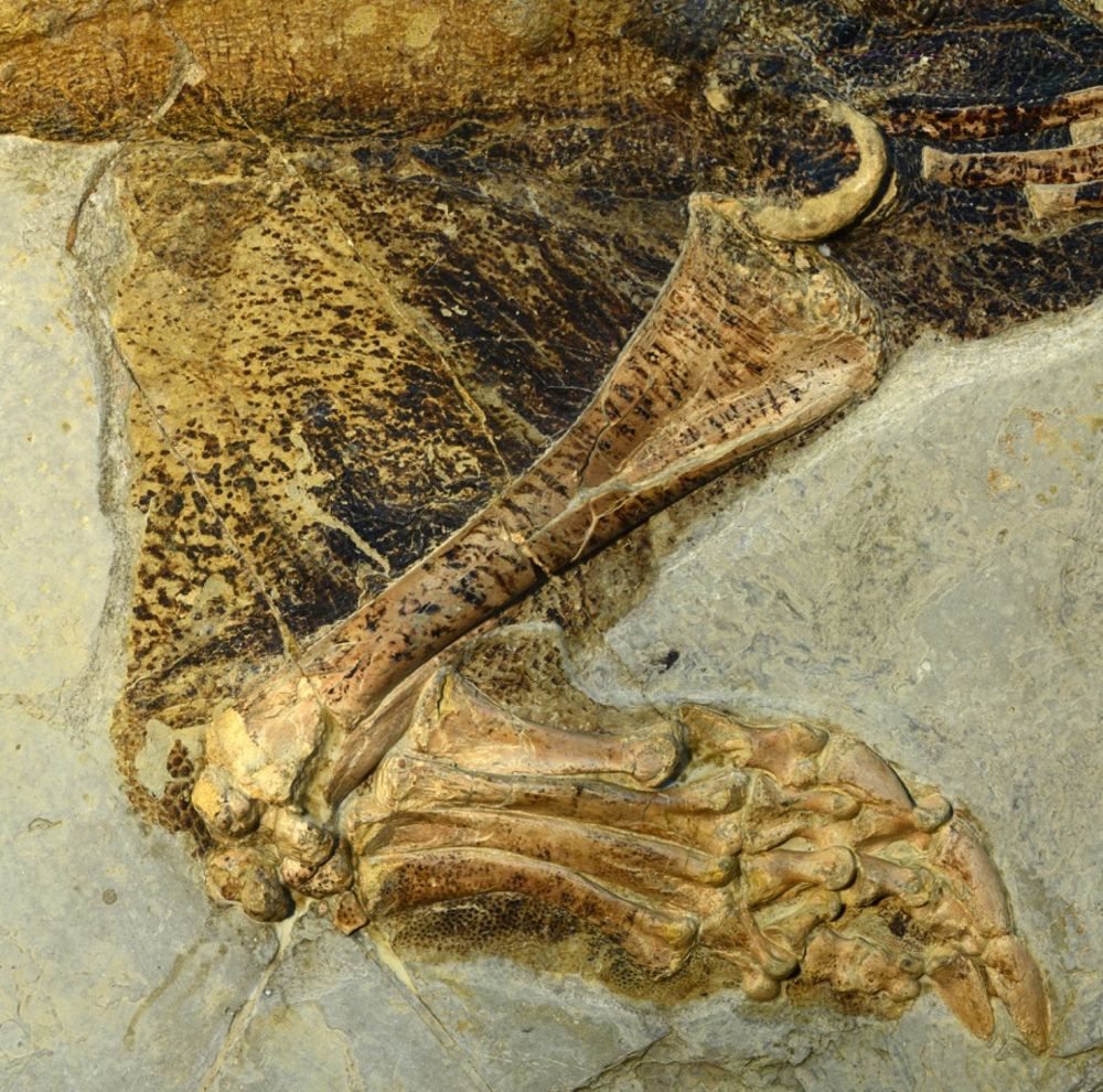 Fosili renklendirmek Psittacosaurus fosili örneği üzerinde iyi korunmuş, belirgin desenler 