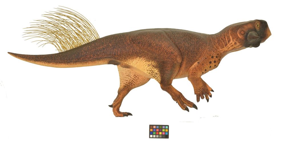 Psittacosaurus’un yandan görüntüsü Araştırmacılar fosili kullanarak dinozorun olası renkleri ile bilgisayar modeli yapmışlar 