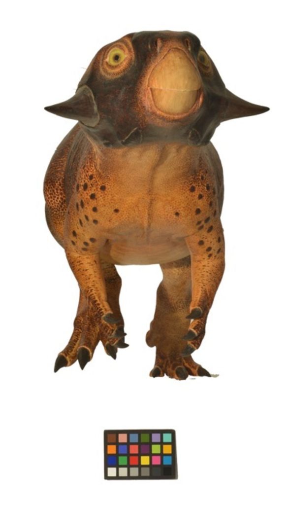 Psittacosaurus’un önden görüntüsü Araştırmacılar yüzdeki gölgelendirmenin memeli hayvanlarda görülen “maske”ye benzediğine ancak öneminin bilinmediğine dikkat çekiyor 
