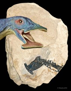 Atopodentatus unicus Canlı bir elektrik süpürgesine benzeyen Atopodentatus unicus (“tuhaf diş”) çok daha ünlü bir fosil. Çoğu bilinen memeli canlıların karnivor olduğu dönemde, keşfedilen ilk otobur memeli olarak karşımıza çıkıyor 