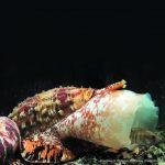 Koni Salyangozu’nun Zehri, Hızlı-Etkili Diyabet Tedavileri İçin Kullanılabilir!