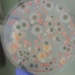 NASA Uluslararası Uzay İstasyonu’ndaki Mikropları İnceliyor