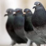 Güvercinler Liderleri Yanlış Karar Verse De Doğru Yolu Bulabiliyor