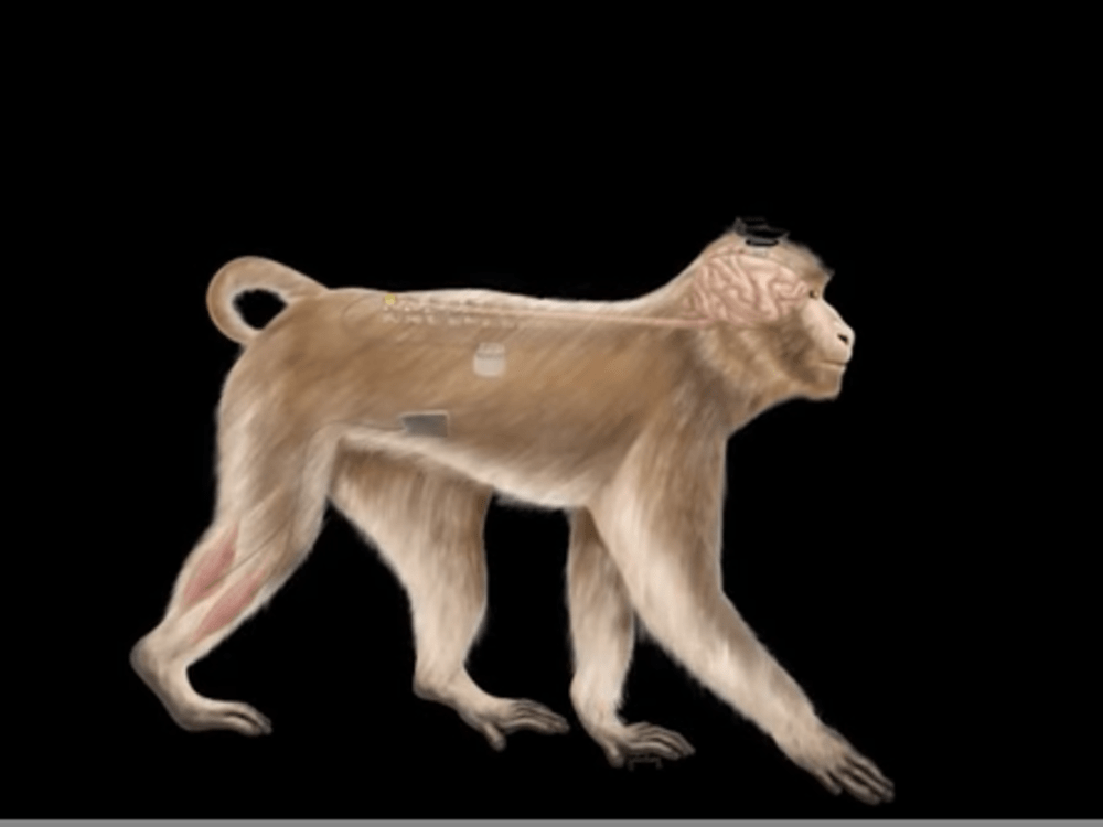 Araştırmacılar, felçli maymunların beyinlerine yerleştirdikleri kablosuz cihazla, onların hareket kabiliyetlerini tekrar kazanmalarına ve yürümelerine yardımcı oldu.