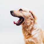 Kanseri Koklayan Köpeklerin Sorunu