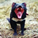 Tazmanya Canavarı Kansere Karşı Korunmak İçin Evrimleşiyor