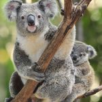 1280px-koalas