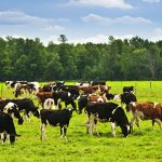 Daha az et yemek, bazı durumlarda çevreyi koruma yöntemi olmayabilir