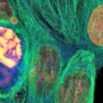 Yeni tez, kanserin gen havuzumuzu “otomatik olarak düzelten” evrimsel bir işleyiş olduğunu öne sürüyor