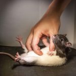 Fareler, Daha İyi Moddayken Daha Çok Gıdıklanıyor