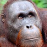 Orangutanlarda ilk defa insan benzeri konuşma görüldü