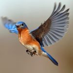 Mavi Kuşların Dışkıları, Kaliforniya Bağları İçin Ne Kadar Önemli Olduklarını Kanıtlıyor