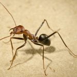 Karıncalar Evlerine Geri Geri Yürüyerek Gidebilir mi?