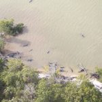 Florida Kıyılarında 100 Ölü Yunus