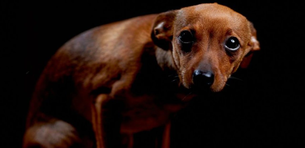 Kendi elleriyle bir köpek için bir kuş yapmak mümkün müdür Kendi elleriyle bir köpek için bir kuş yapmak mümkün müdür