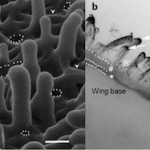 nanopillarheight