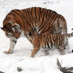 siberian_tigress_with_baby