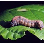 the_cotton_leafworm_spodoptera_littoralis