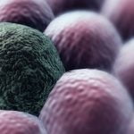 Kanserle Mücadelede Yeni Bir Yaklaşım: Kanser Hücrelerini Canlı Tutmak