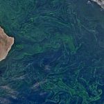 Umman Denizi’nde Meksika Büyüklüğünde Bir Alg Patlaması Var ve Bu Durum İyi Değil