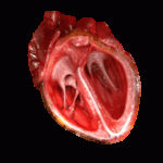 CG_Heart