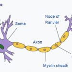 dendritesandsoma