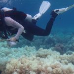 Üzgün Bilim İnsanları, Büyük Set Resifi’nin Artık Son Aşamada Olduğunu Söylüyor