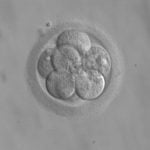 Amerika Bilim Danışma Komitesi İnsan Embriyolarının Genetik Modifikasyonunu Destekliyor