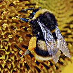 Enfeksiyon Kapan Arılar, İyileştirici Çiçekler Arıyor