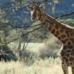Zürafalar “Sessiz Bir Yok Oluşa” Doğru Gidiyor