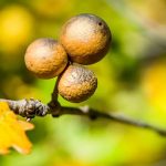 Kadınlar: Sakın Öğütülmüş Eşek Arısı Yuvalarını Genital Organınıza Sürmeyin