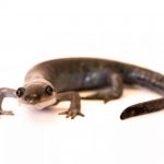 Dişi semenderler kleptogen