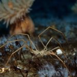 Deniz örümcekleri midelerinden oksijen pompalıyor